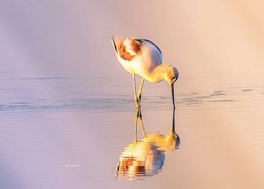 American Avocet