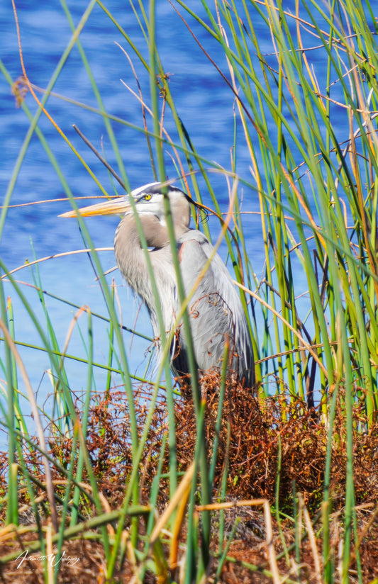 Blue Heron