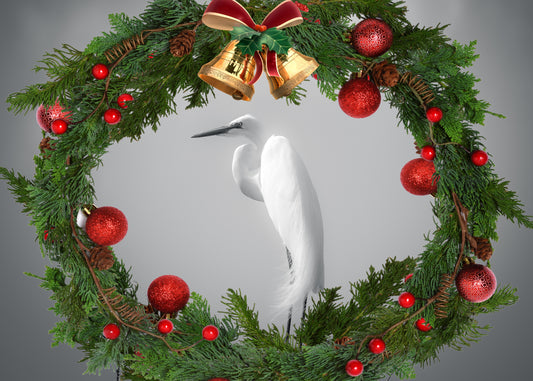 Christmas Egret