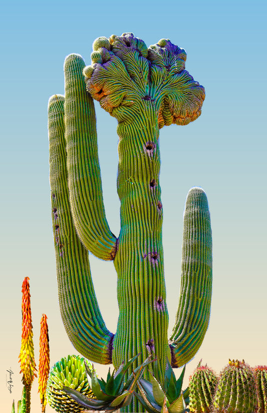 Desert Succulents