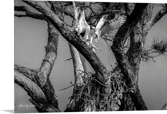 Nesting Osprey (B&W)