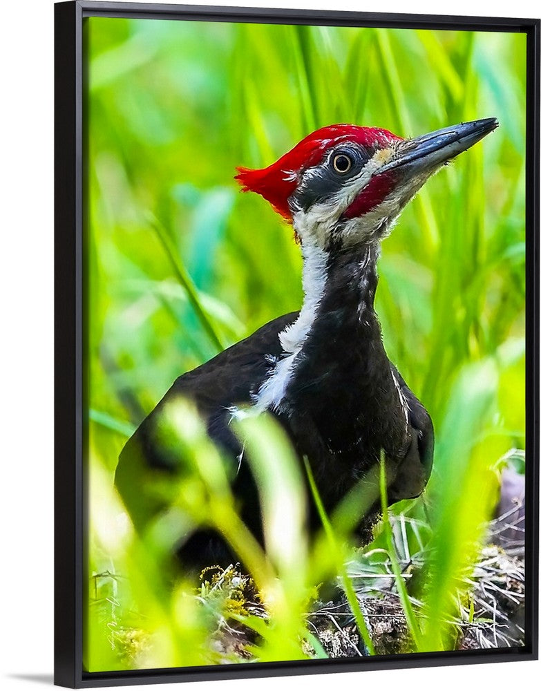 Pileated Woodpecker