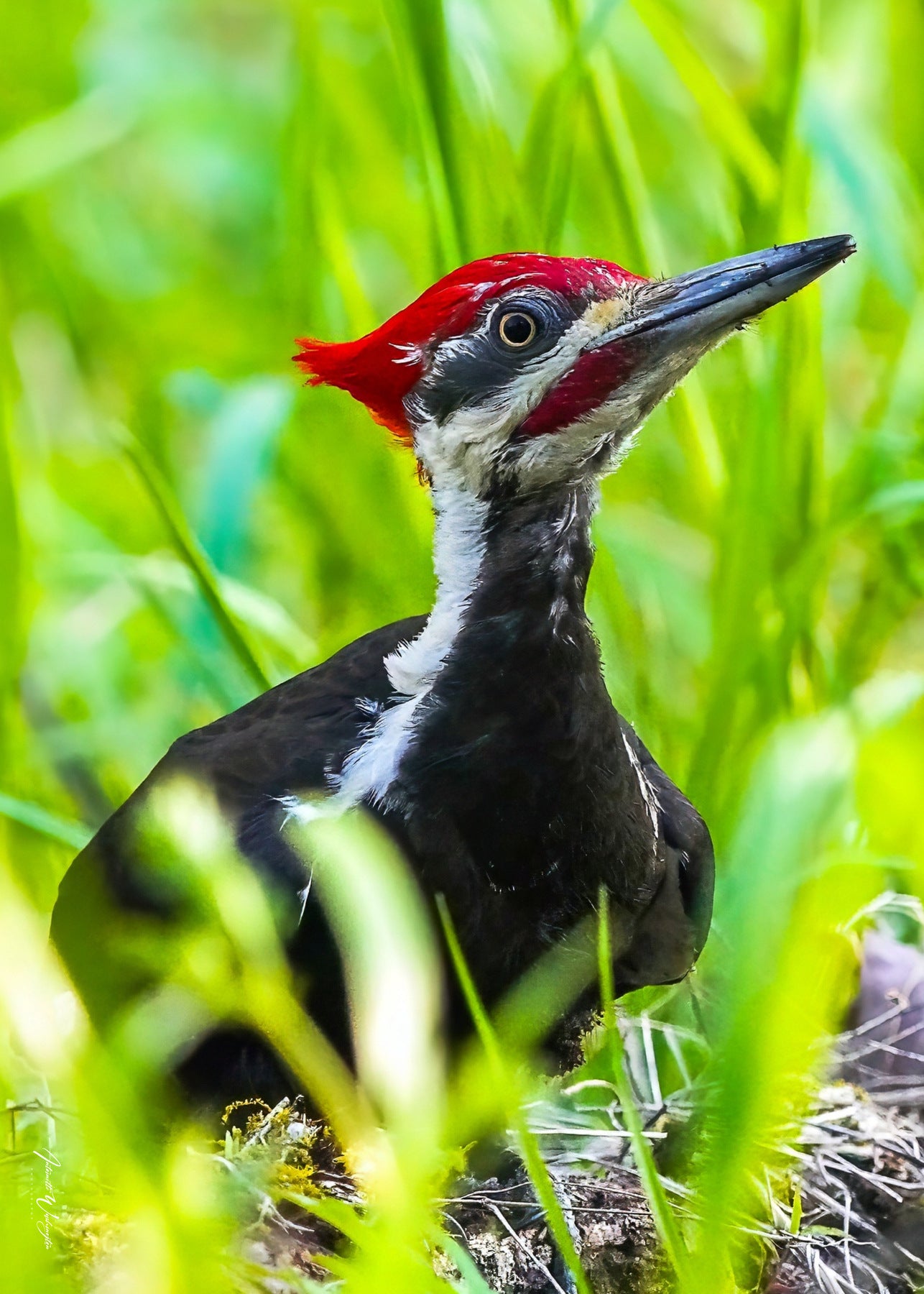 Pileated Woodpecker