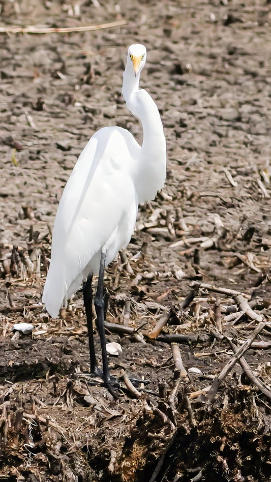 Runway Egret 2