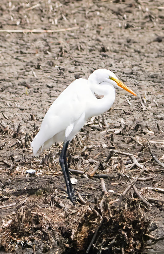 Runway Egret  3