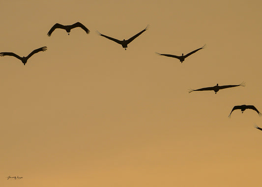 Sandhill Cranes Sunrise