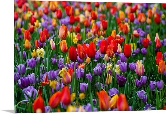 Tulip Garden