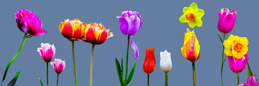 Tulip Garden 16x48