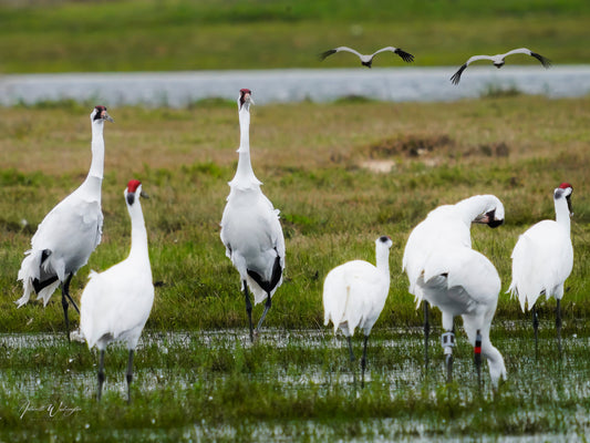 Whooping Cranes