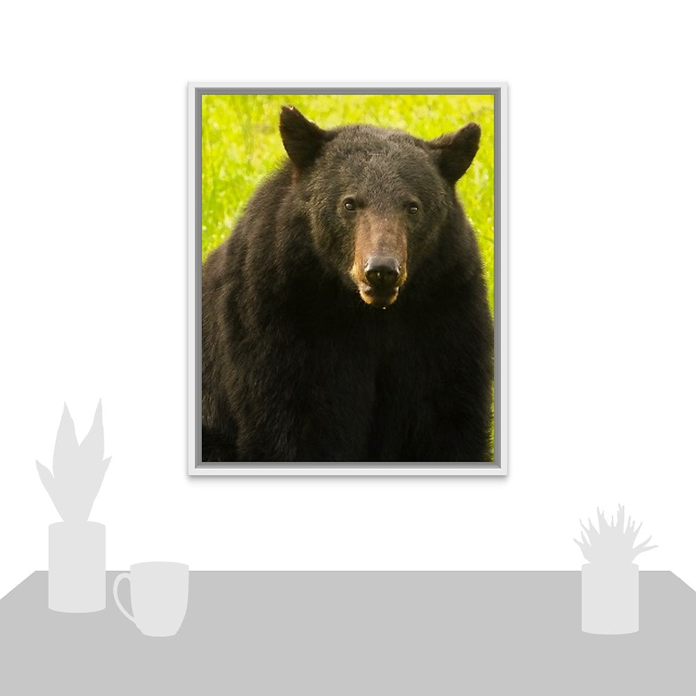 Black Bear