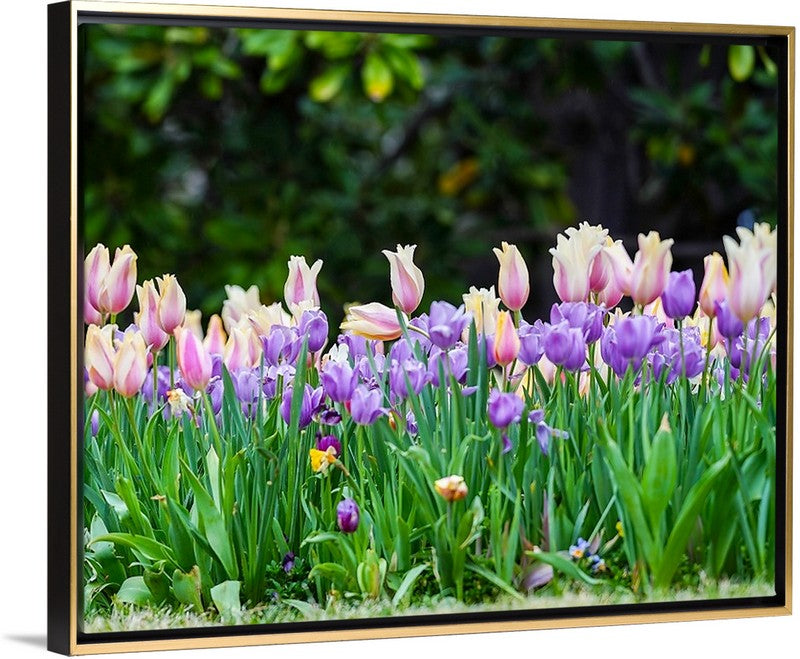 Field of Tulips