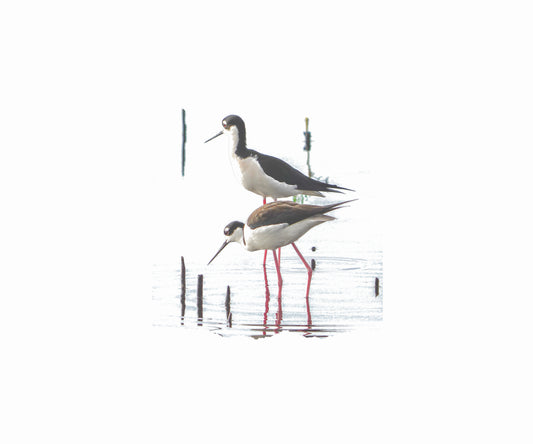 Note Cards with Black-Necked Stilt Bird (10pk)