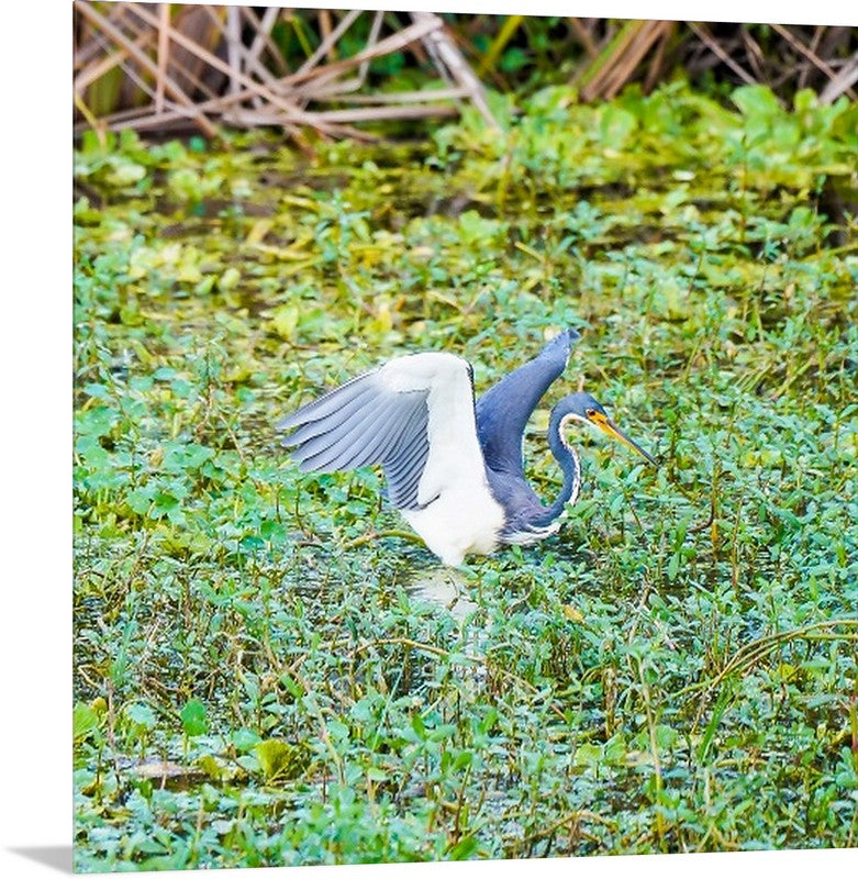 Tri-Colored Heron