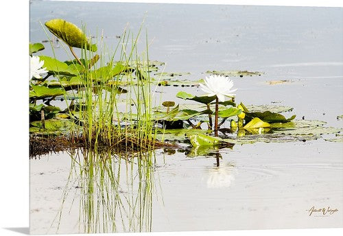 Water Lily