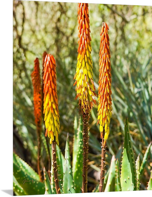 Desert Aloe Vera Plant