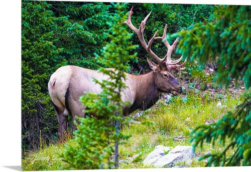 Elk