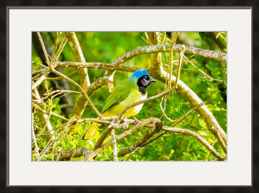 Green Jay