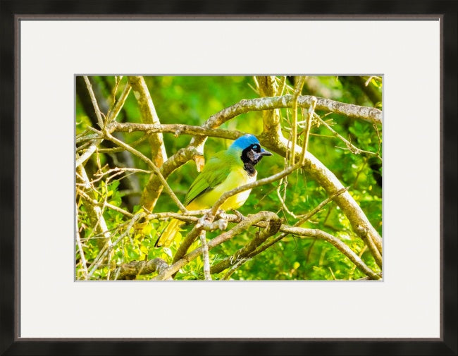 Green Jay